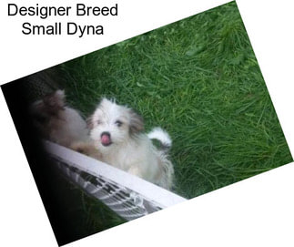 Designer Breed Small Dyna