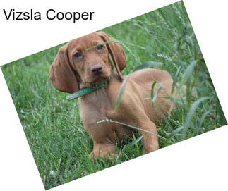 Vizsla Cooper