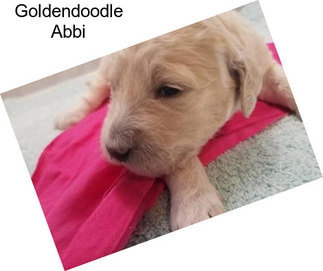 Goldendoodle Abbi