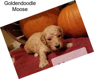 Goldendoodle Moose