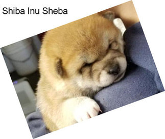 Shiba Inu Sheba