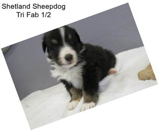 Shetland Sheepdog Tri Fab 1/2