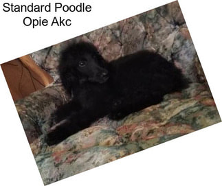 Standard Poodle Opie Akc