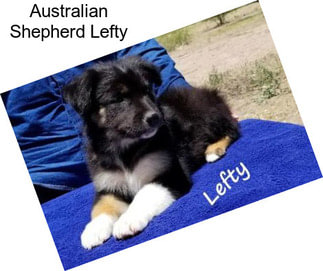 Australian Shepherd Lefty