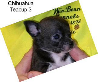 Chihuahua Teacup 3