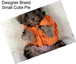 Designer Breed Small Cutie Pie