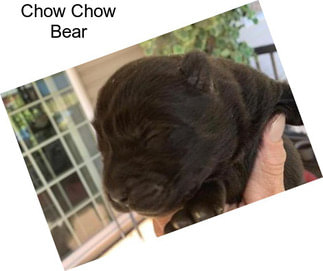 Chow Chow Bear