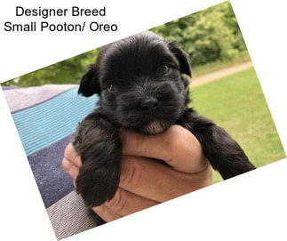 Designer Breed Small Pooton/ Oreo
