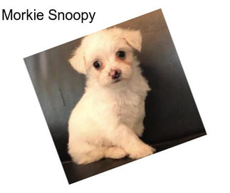 Morkie Snoopy