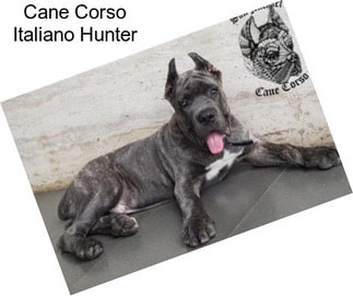 Cane Corso Italiano Hunter