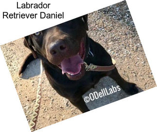 Labrador Retriever Daniel