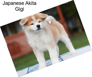 Japanese Akita Gigi