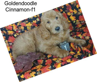 Goldendoodle Cinnamon-f1