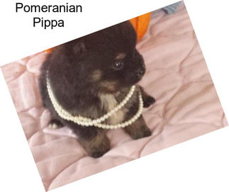 Pomeranian Pippa
