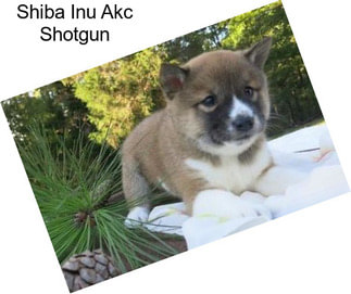 Shiba Inu Akc Shotgun