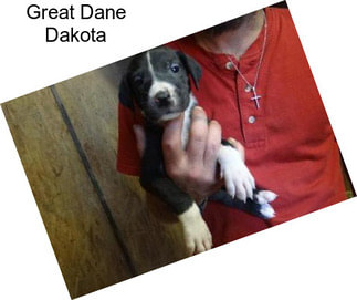 Great Dane Dakota