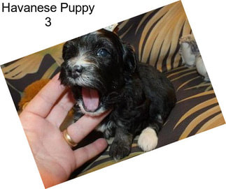 Havanese Puppy 3