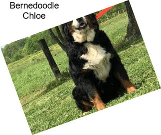 Bernedoodle Chloe