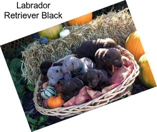 Labrador Retriever Black