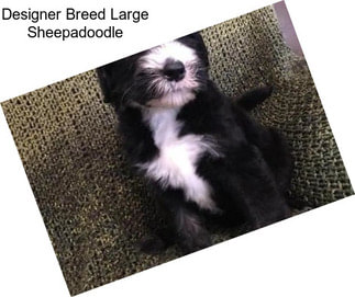 Designer Breed Large Sheepadoodle