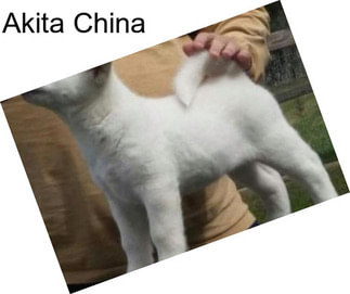 Akita China