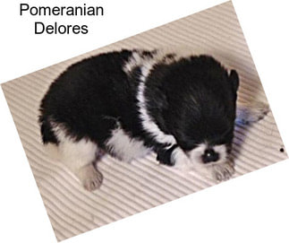 Pomeranian Delores