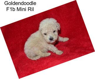 Goldendoodle F1b Mini Ril