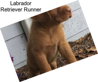 Labrador Retriever Runner