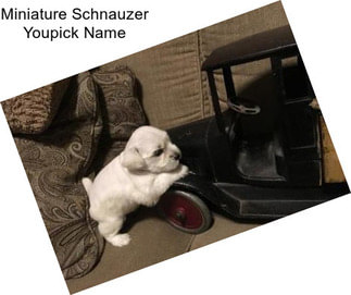 Miniature Schnauzer Youpick Name