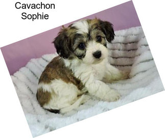 Cavachon Sophie