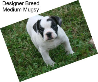 Designer Breed Medium Mugsy