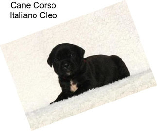 Cane Corso Italiano Cleo