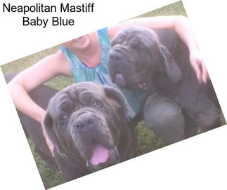 Neapolitan Mastiff Baby Blue