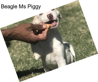 Beagle Ms Piggy