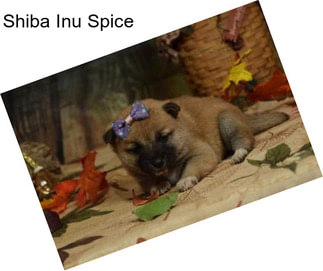 Shiba Inu Spice