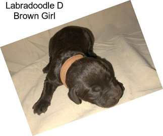 Labradoodle D Brown Girl