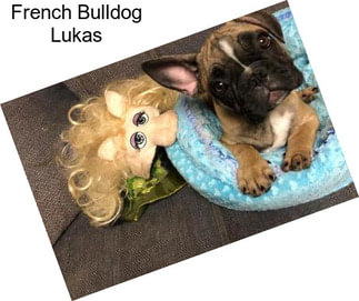 French Bulldog Lukas