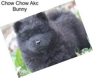 Chow Chow Akc Bunny