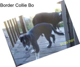 Border Collie Bo