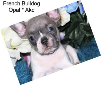 French Bulldog Opal * Akc