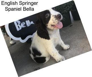 English Springer Spaniel Bella