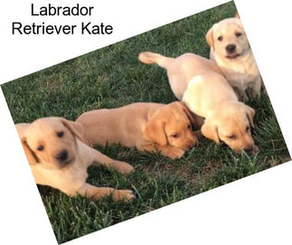 Labrador Retriever Kate