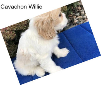 Cavachon Willie