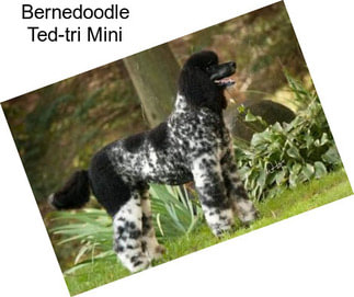 Bernedoodle Ted-tri Mini