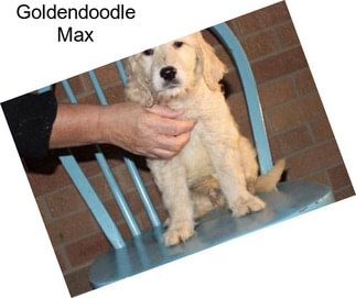 Goldendoodle Max