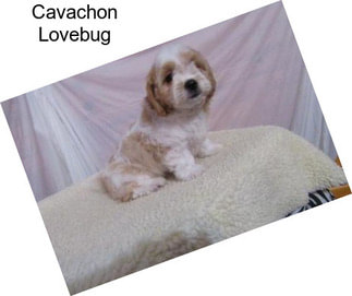 Cavachon Lovebug