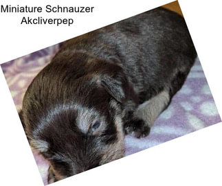 Miniature Schnauzer Akcliverpep