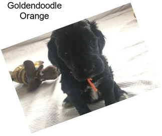 Goldendoodle Orange