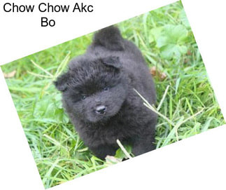Chow Chow Akc Bo