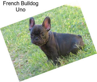 French Bulldog Uno